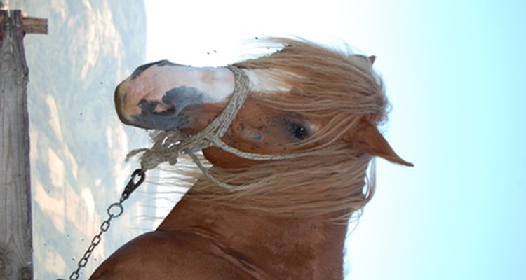 Às vezes cavalos sofrem de ácaros nas orelhas, assim como cães e gatos.