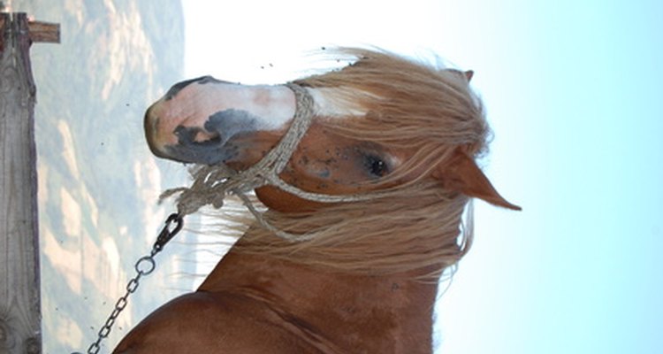 Um cavalo entediado pode começar a comer madeira