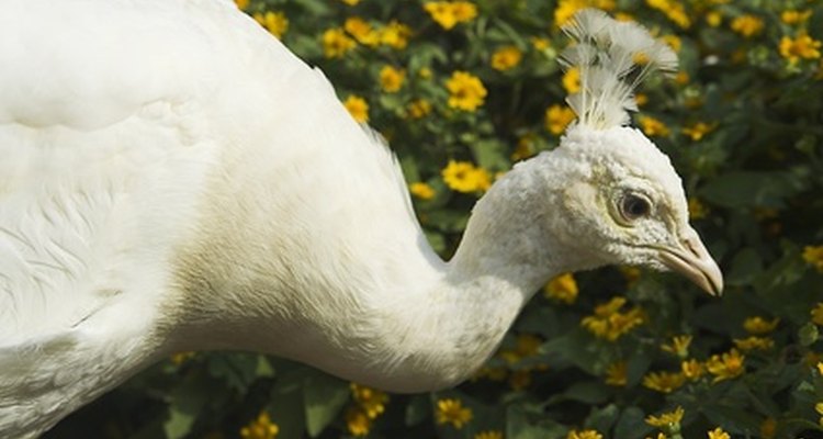 A white peacock is an Indian peacock with its blue pigment bred out.