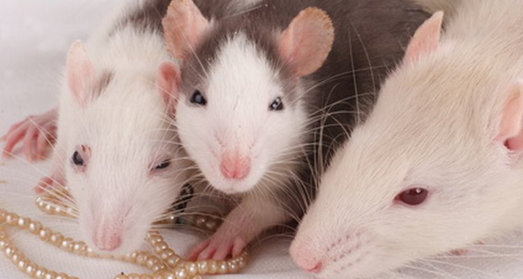 Las ratas y ratones son mascotas populares, sin embargo, es difícil diferenciarlos cuando son pequeños.