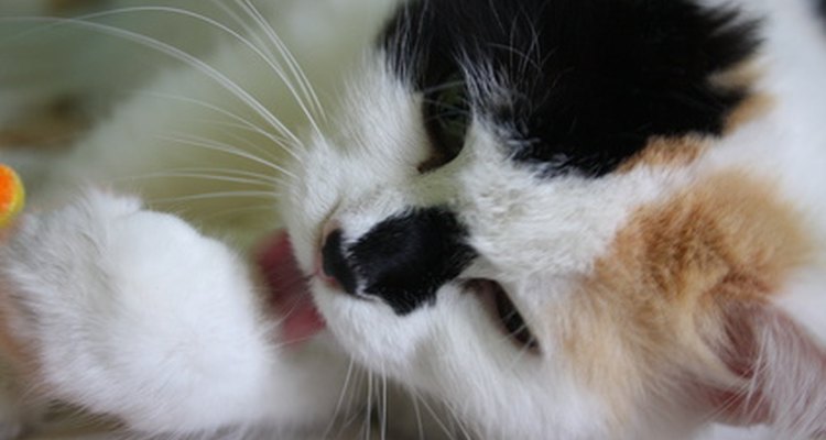 Amitriptilina pode ajudar gatos que se lambem obsessivamente