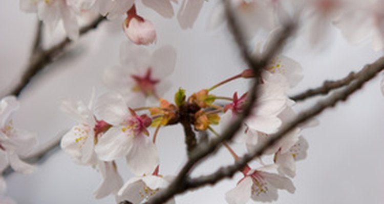 Las flores del cerezo japonés son hermosas y están llenas de simbolismos.