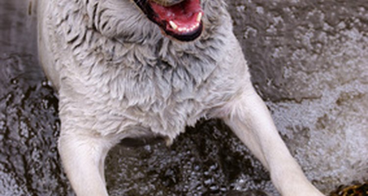 Los Labradores son conocidos por su amor al agua.