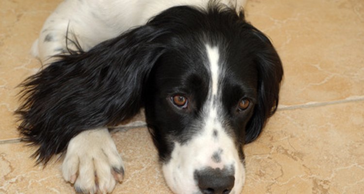 A signs of a phantom pregnancy in springer spaniels is lethargic behaviour.