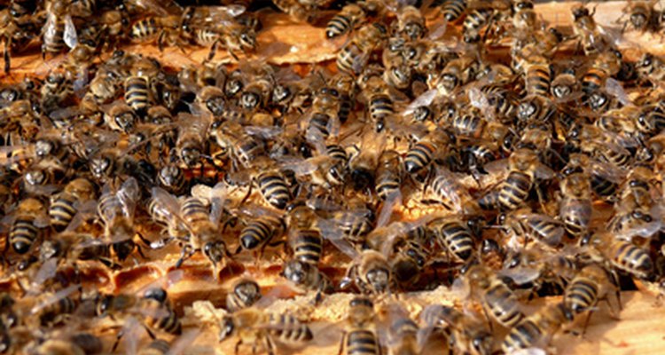 Los panales contienen colonias de abejas con una estructura social completa.