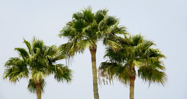 T. fortunei is one species of fan palm that is typically nonhermaphroditic.