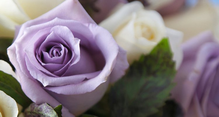 Purple roses convey true love or love at first sight.