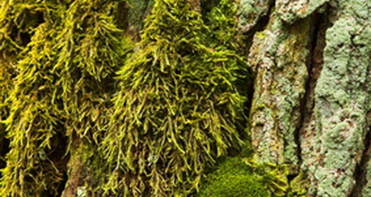 Remove moss and lichen from your roof with vinegar.