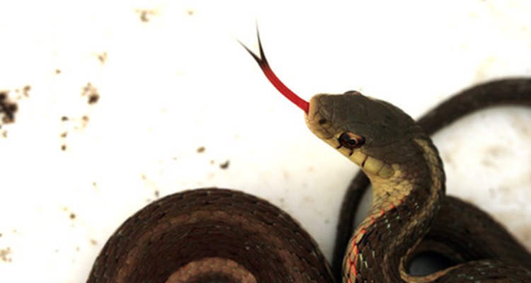 As cobras garter são uma exceção à regra da família dos colubrídeos
