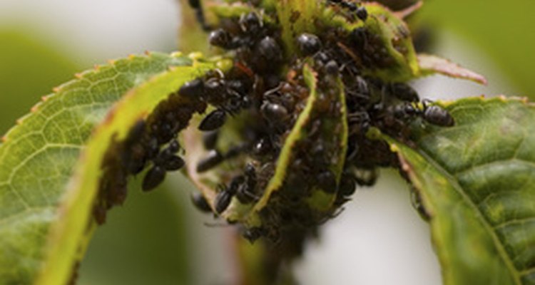 little-black-bugs-on-plants