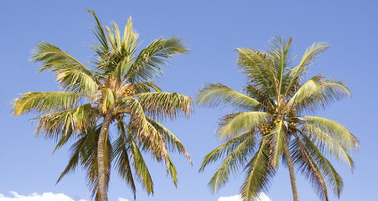 The beautiful Jamaican landscape inspires many unique children's craft projects.
