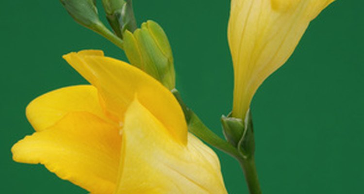 Freesia is a fragrant flower.