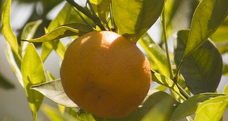 Las naranjas crecen en los árboles.