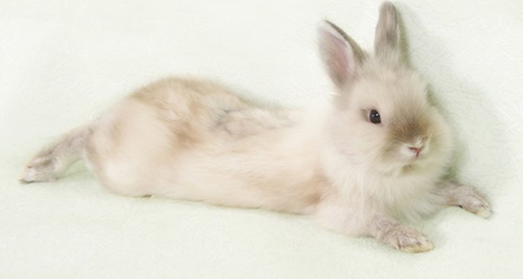 Angora rabbit wool is soft, warm and odourless.