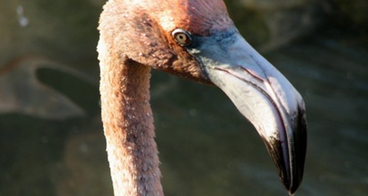 The best way to make a realistic flamingo beak is to work from a few good pictures of flamingos.