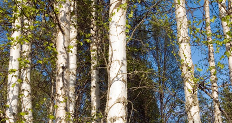 Tall and majestic, birch tress offer a natural beauty. However, sometimes the tree must be removed.