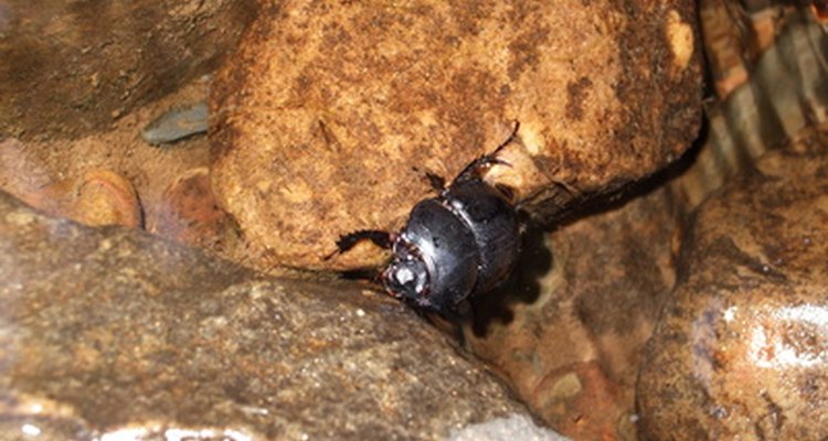 Escarabajo de agua gigante.