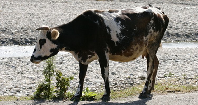Cuando se da un imán para vacas a una vaca, el imán se queda en su estómago, usualmente por el resto de su vida.