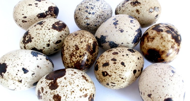La codorniz gigante de Georgia produce una gran cantidad de huevos.