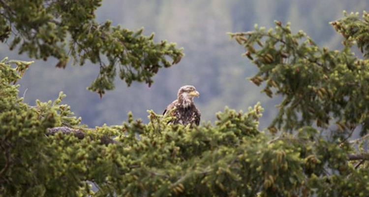 El águila joven puede permanecer cerca del nido por varios meses luego de aprender a volar.