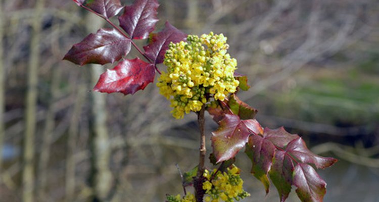 Mahonias are susceptible to fungal infections in wet conditions.