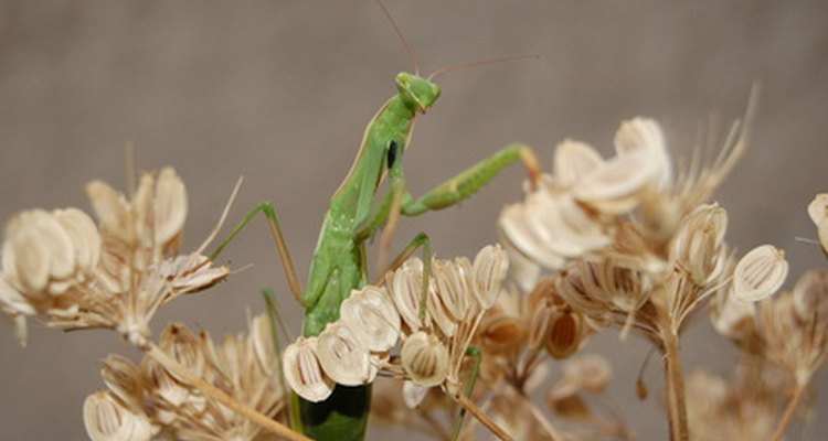 El abdomen de la mantis religiosa está cubierto con un exoesqueleto.