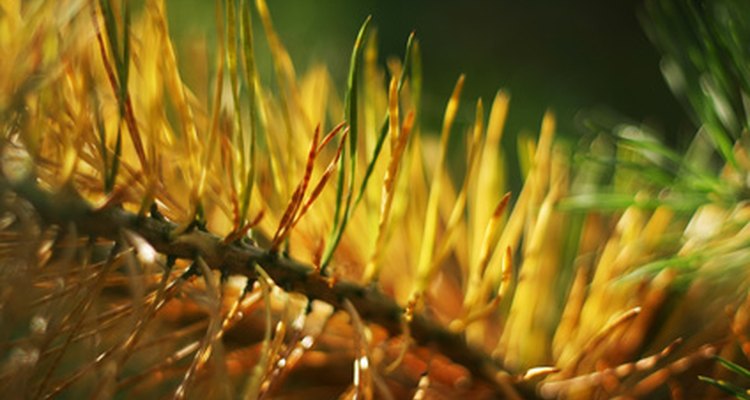 Pines with yellowing needles need should be closely looked at for signs of disease.