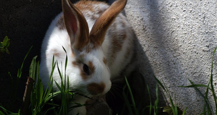 Un conejo curioso llevando las orejas hacia arriba.