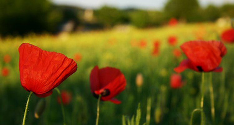 The native corn poppy was used for cold relief in medieval Europe.