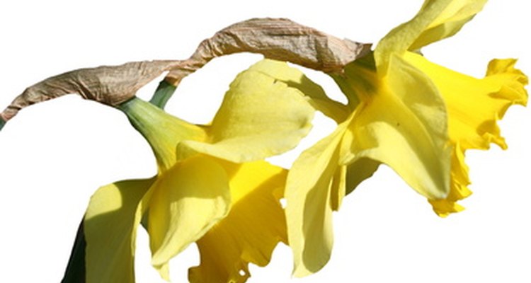 Daffodils are popular for spring weddings in China.