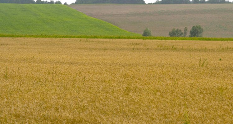 Buffer stocks are only possible when agricultural production is good.
