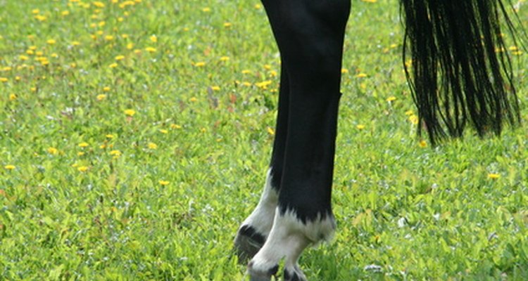 Jarretes inchados causados por ficar muito tempo parado não irão afetar o comportamento ou apetite do cavalo