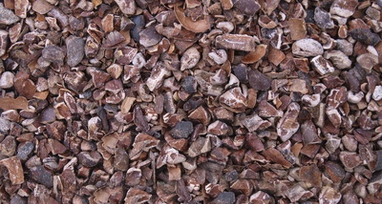 Los granos de cacao se pueden convertir en trocitos de cacao o chocolate.