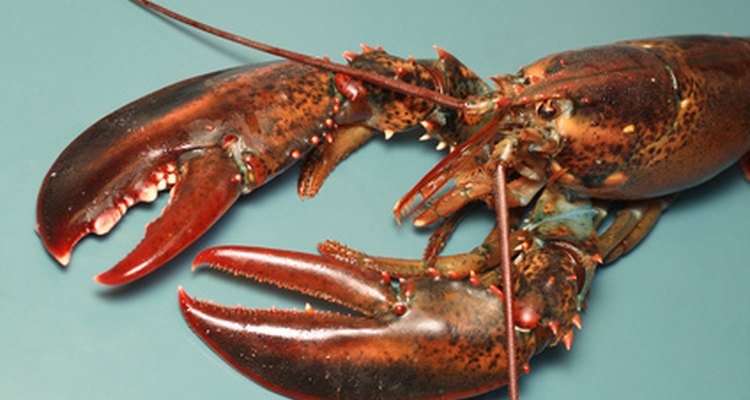 Lobsters like to live in crevices or under rocks.