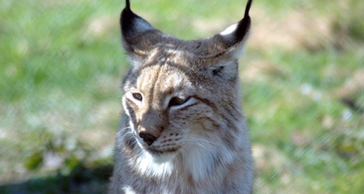 The Iberian Lynx of Spain is facing extinction.