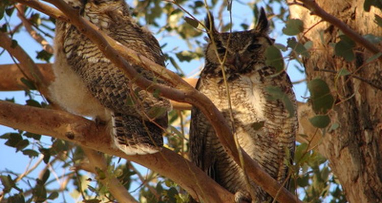 Great horned owls live in woodlands.