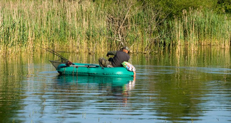 En washington también se pesca lubina.