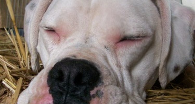 La sedación a veces es un efecto deseado de la morfina para las lesiones caninas.