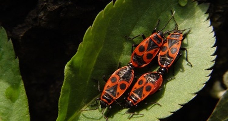 Las chinches tienen varios tipos de enemigos naturales que se alimentan de ellas.