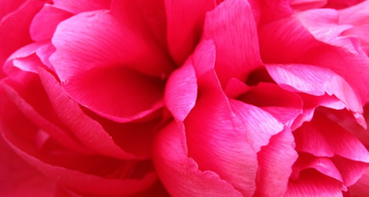 Peonies symbolise rebirth and renewed life.