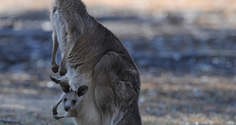 Los canguros son los marsupiales australianos más famosos.