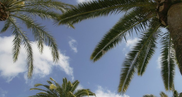 As folhas de palmeiras podem tornar-se manchadas quando o fungo estiver presente