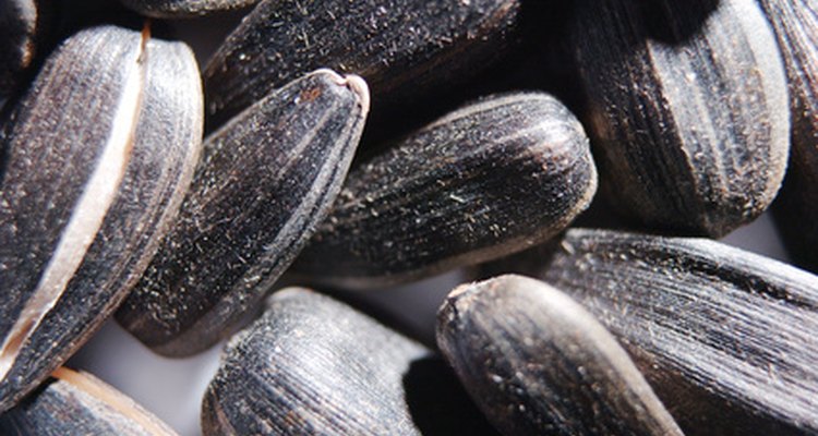 Galinhas não devem comer sementes de girassol temperadas