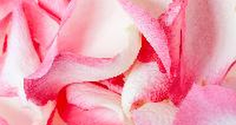 Almacena rosas en el refrigerador a temperaturas de entre 0 y 3 grados centígrados.