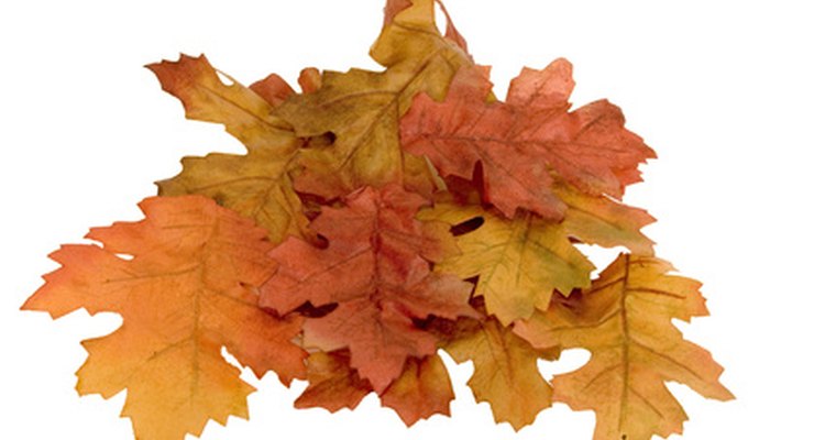 Folhas secas do outono podem ser preservadas durante o ano todo