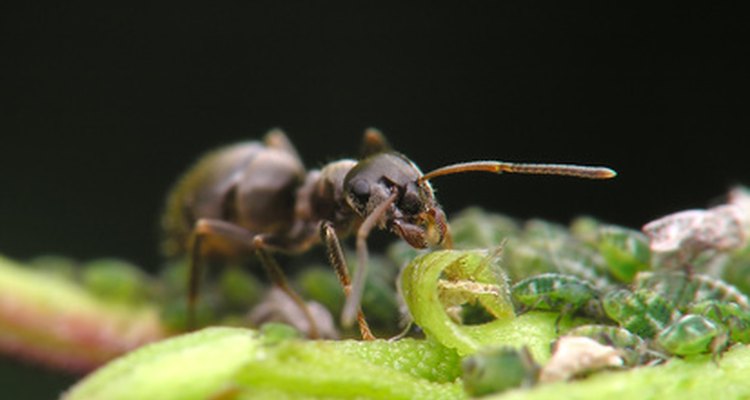 Formigas comem cupins