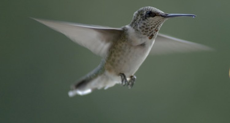 Los colibríes tienen requisitos específicos de vivienda.