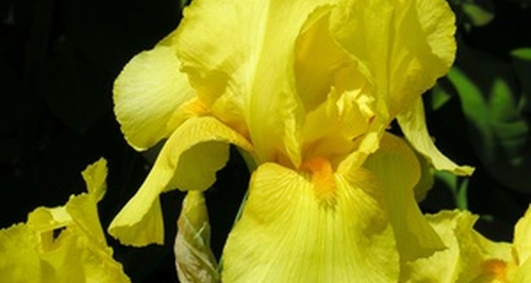 The yellow iris is an ornamental plant.