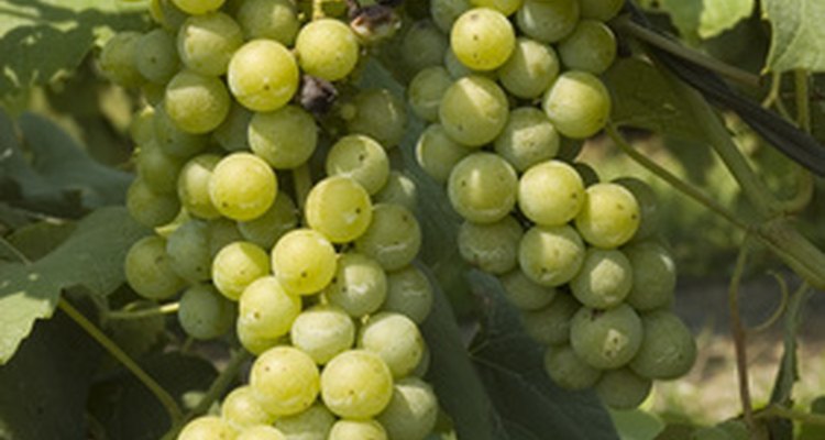 As parreiras de uvas precisam de uma treliça para suportá-las, a fim de que produzam frutos saudáveis