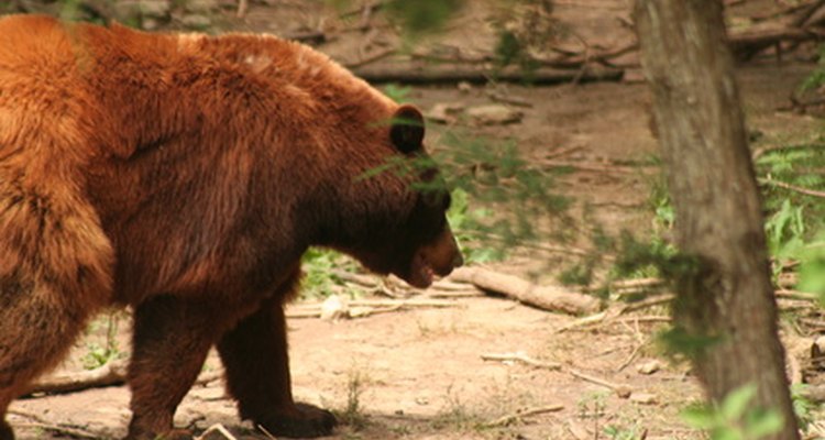 Bears are the largest omnivores in North American temperate woodlands.